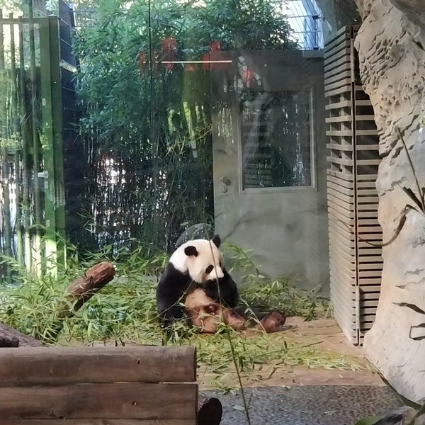 Photos at Panda Garden - Tiergarten - 9 tips
