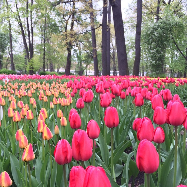 5/18/2015에 Alexander님이 Kirov Central Park / Yelagin Island에서 찍은 사진