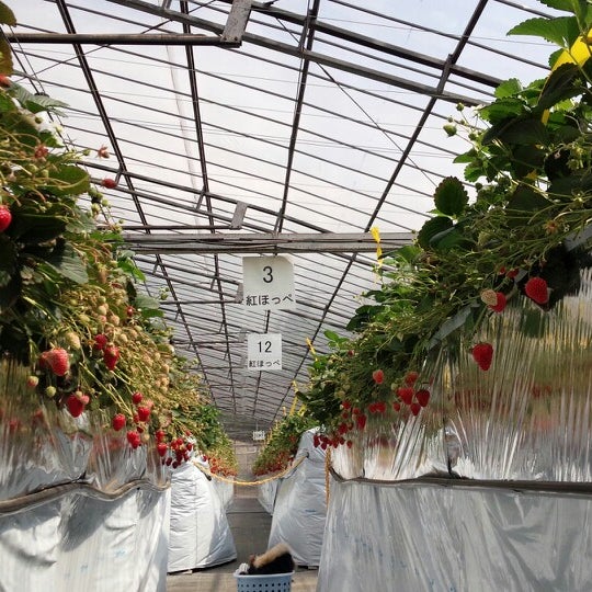 石田ファーム工房いちご狩り Farm In 秦野市 石田ファーム工房いちご狩り Farm In 秦野市