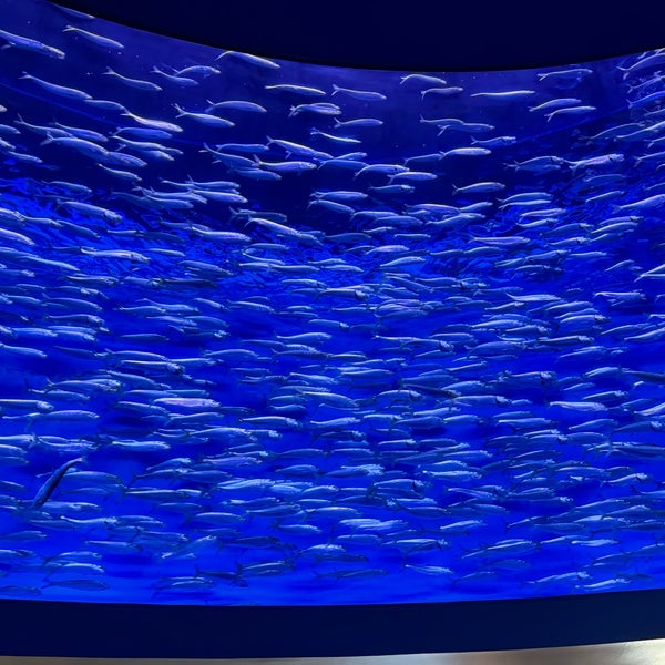 Photo prise au Monterey Bay Aquarium par nav tej le11/25/2023