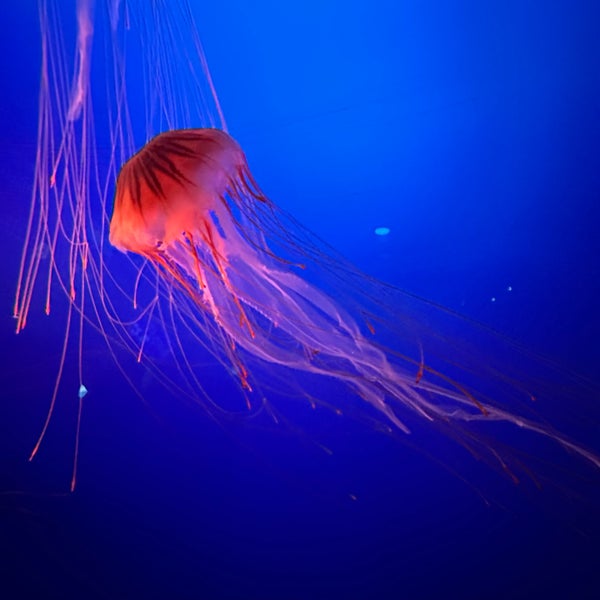 Снимок сделан в Enoshima Aquarium пользователем Shandy L. 3/16/2024