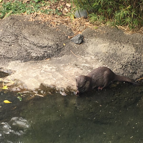 Foto tirada no(a) Zoológico de Auclanda por Shandy L. em 9/16/2018