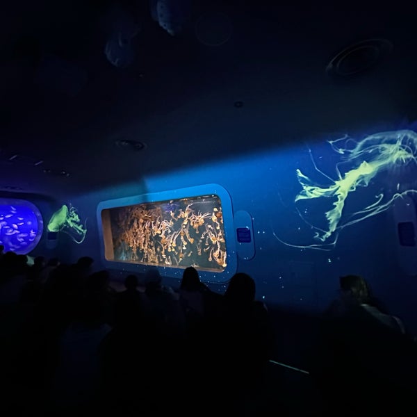 3/16/2024에 Shandy L.님이 Enoshima Aquarium에서 찍은 사진