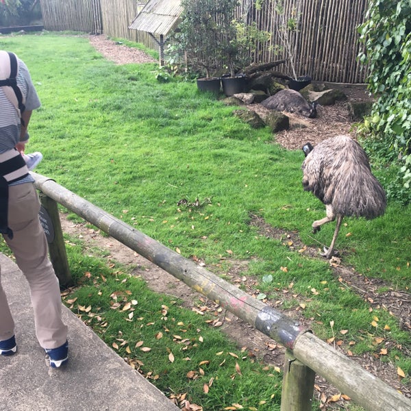 Снимок сделан в Auckland Zoo пользователем Shandy L. 9/16/2018