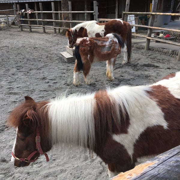 Photos At 動物ふれあい村ふれあい牧場 八王子市 東京都