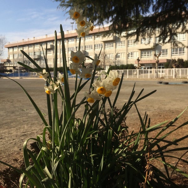Photos At 川越市立川越第一中学校 川越市 埼玉県