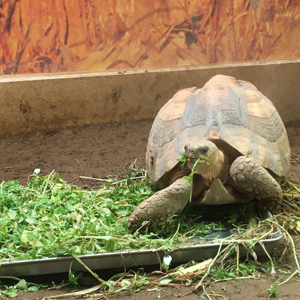 Fotos Em 横浜市立 野毛山動物園 爬虫類館 野毛 73 Clientes Fotos Em 横浜市立 野毛山動物園 爬虫類館 野毛 73 Clientes