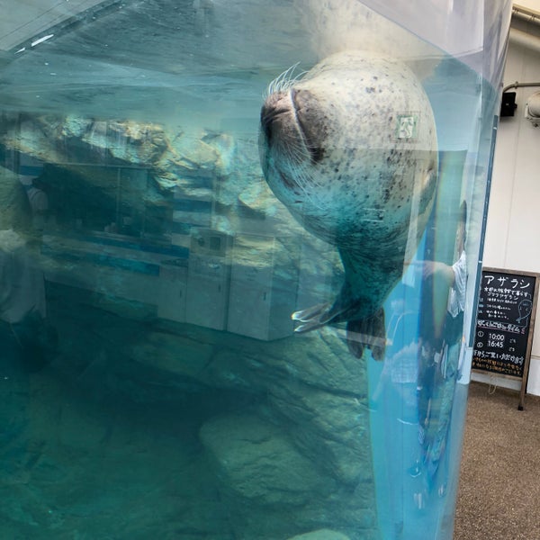 京都水族館 アザラシ水槽 Aquarium In Kyoto