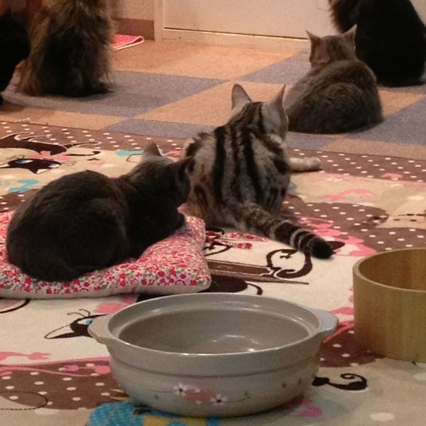 猫カフェ Ronron ロンロン 1 Tavsiye Da Fotograflar 猫カフェ Ronron ロンロン 1 Tavsiye Da Fotograflar
