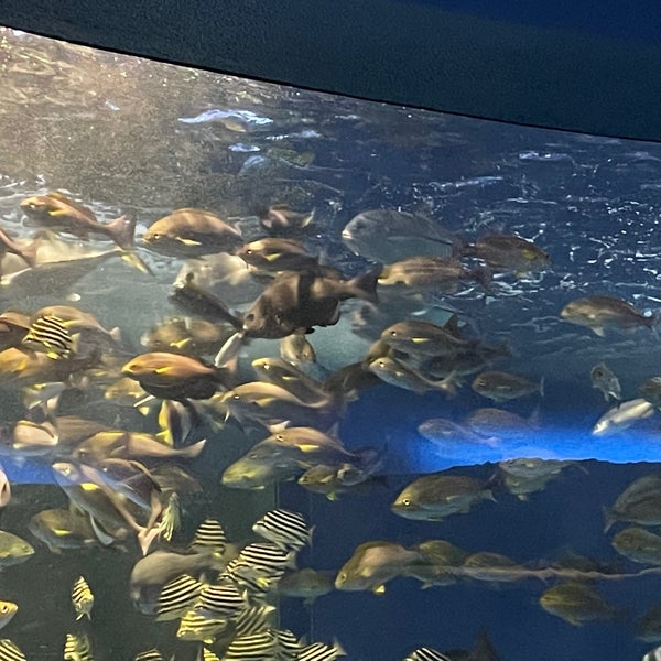 Photos At 水族館魚の国 Now Closed 三浦 三浦市 神奈川県 Photos At 水族館魚の国 Now Closed 三浦 三浦市 神奈川県