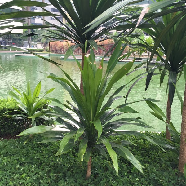 Fotos em Praça Alfredo Egydio de Sousa Aranha Jabaquara São Paulo, SP Fotos em Praça Alfredo Egydio de Sousa Aranha Jabaquara São Paulo, SP