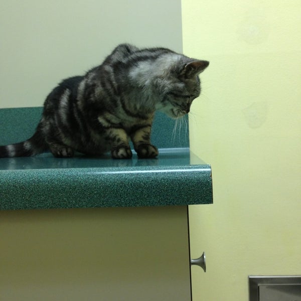 1/22/2013 tarihinde Amanda B.ziyaretçi tarafından VCA All Pets Hospital'de çekilen fotoğraf