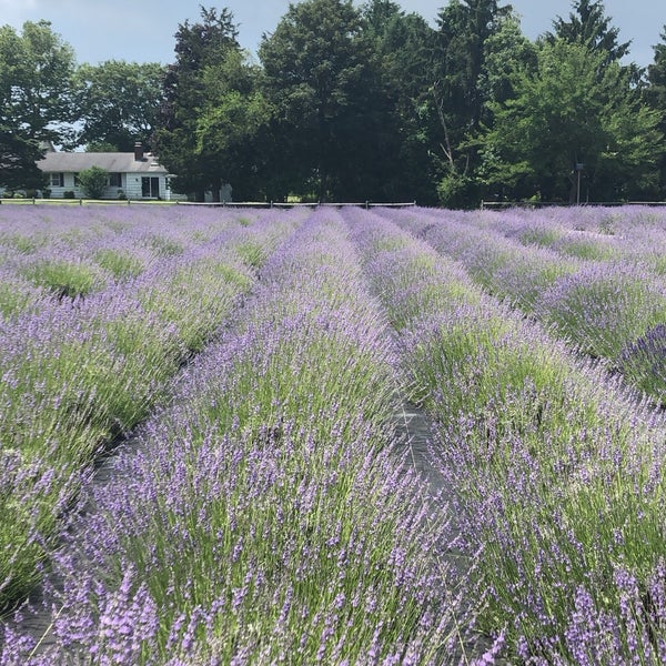 Photo taken at Lavender By the Bay - New York&#39;s Premier Lavender Farm by Camie R. on 7/6/2019