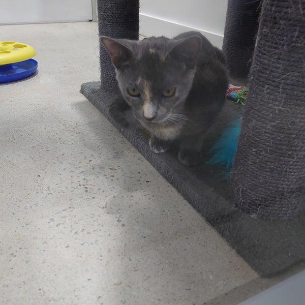 Brisbane Pet Superstore Stafford, QLD