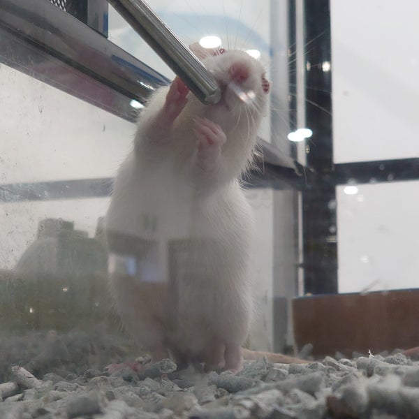 Brisbane Pet Superstore Stafford, QLD