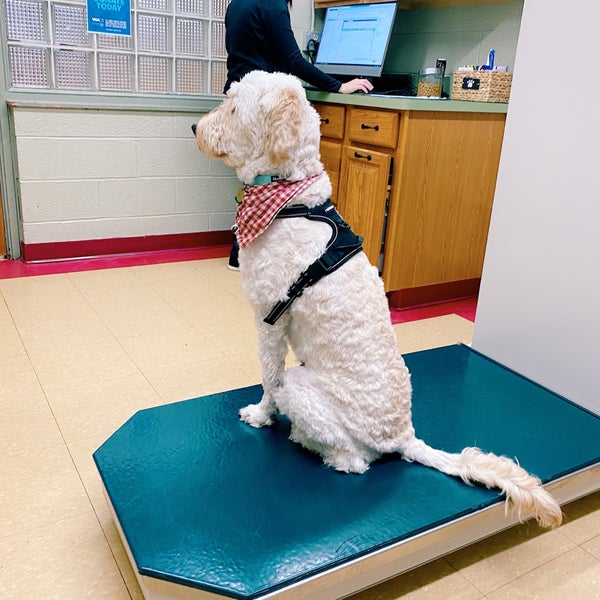 Lakewood Animal Hospital - Veterinarian Lakewood Animal Hospital - Veterinarian