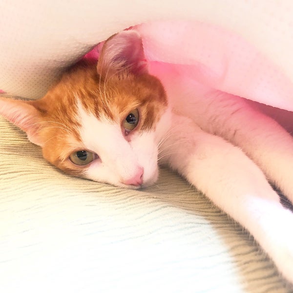 Photos At 猫カフェ Cat Cafe Nyanny ニャニー Pet Cafe In 神戸市 Photos At 猫カフェ Cat Cafe Nyanny ニャニー Pet Cafe In 神戸市