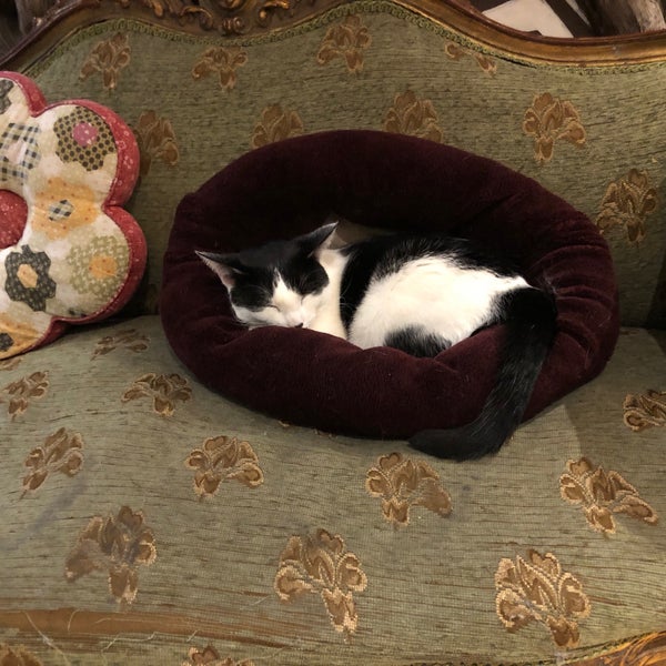 Das Foto wurde bei Lady Dinah&#39;s Cat Emporium von Kinneret F. am 1/10/2020 aufgenommen