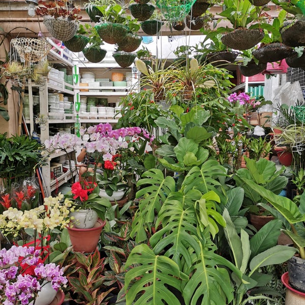 Cartimar Greenland Plants And Orchids Garden Center in Pasay City