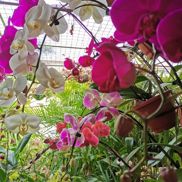 Cartimar Greenland Plants And Orchids Garden Center in Pasay City