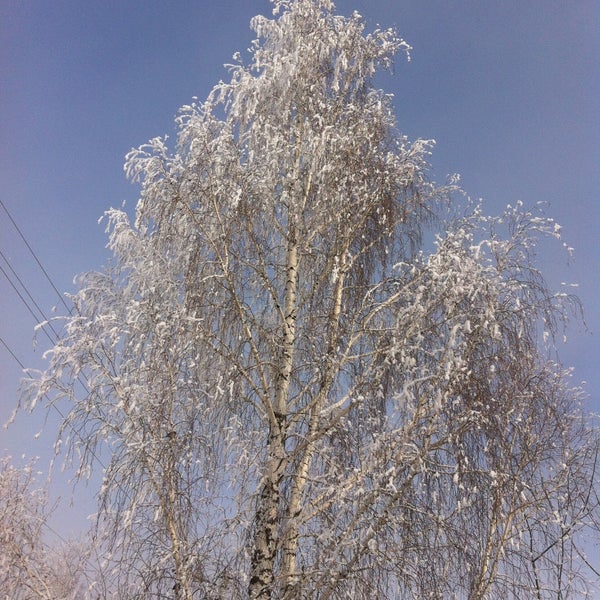 Сосновый Бор Петровск Саратовская область