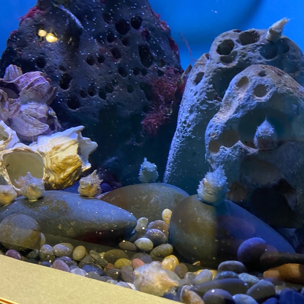 Снимок сделан в Aquarium of the Pacific пользователем Edith M. 9/20/2021