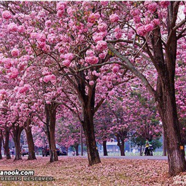 "Kasetsart University In Bangkok Thailand"
