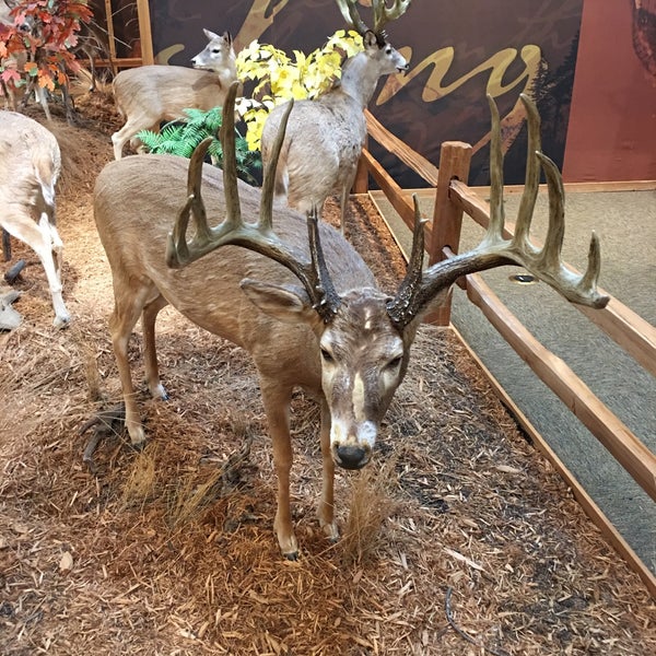 Cabela's Sporting Goods Retail