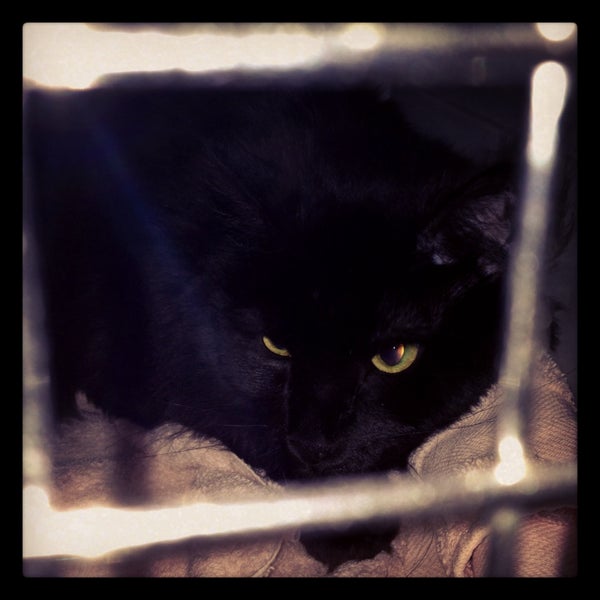 Bolton Veterinary Hospital 4 tips