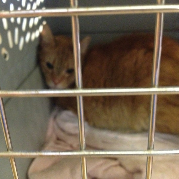 Bolton Veterinary Hospital 4 tips