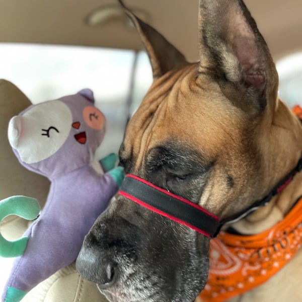 Bulldog muzzle petsmart deals