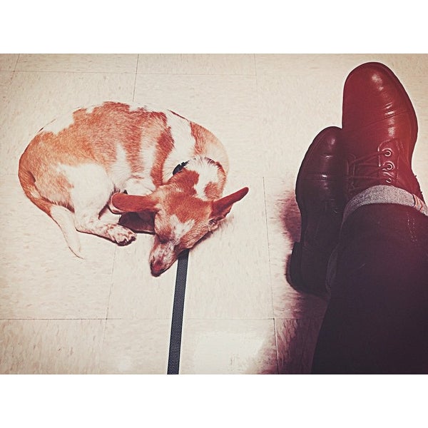 Rascal Animal Hospital Veterinarian