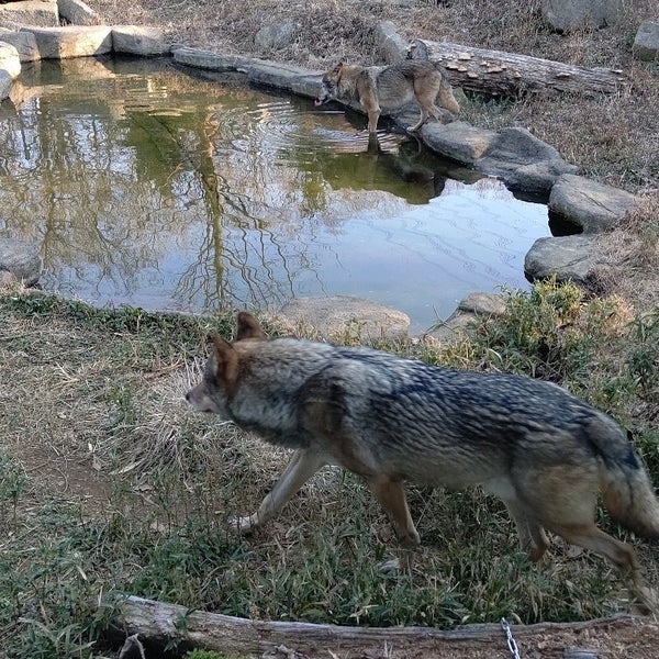 オオカミ Zoo Exhibit In 日野市