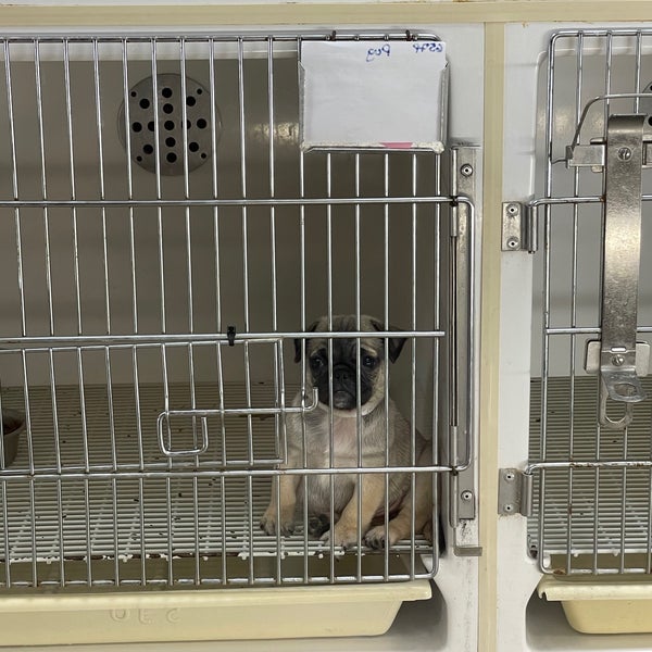 Gentle Jungle Pet Store