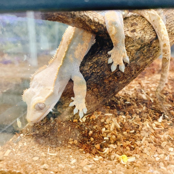 Pet Ami Pet Store In 新潟市