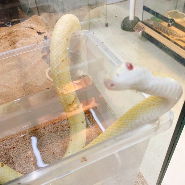 Pet Ami Pet Shop Em 新潟市