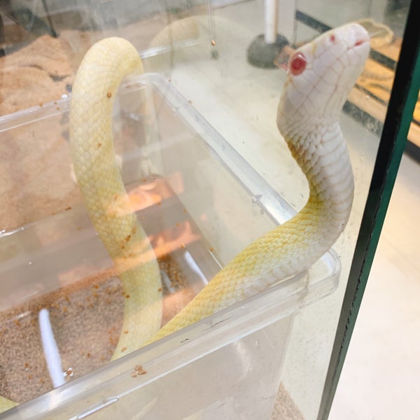 Pet Ami Pet Store In 新潟市