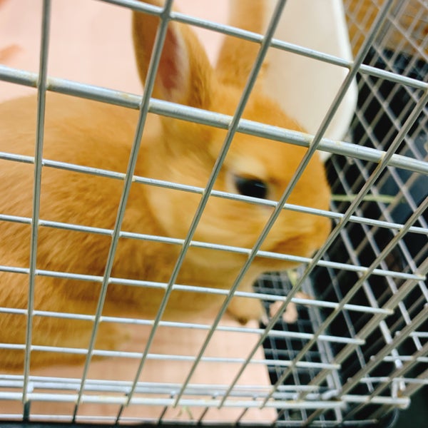 Pet Ami Pet Store In 新潟市