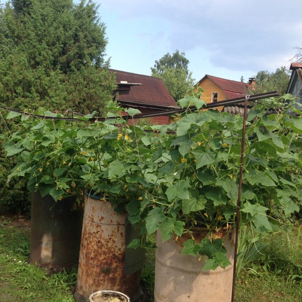 Снт Азлк 3 Купавна Купить Дачу