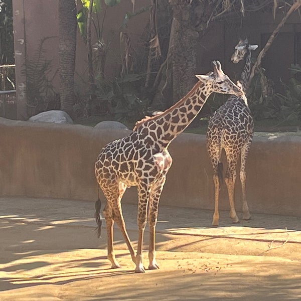 Das Foto wurde bei Los Angeles Zoo &amp; Botanical Gardens von Rob D. am 11/26/2022 aufgenommen