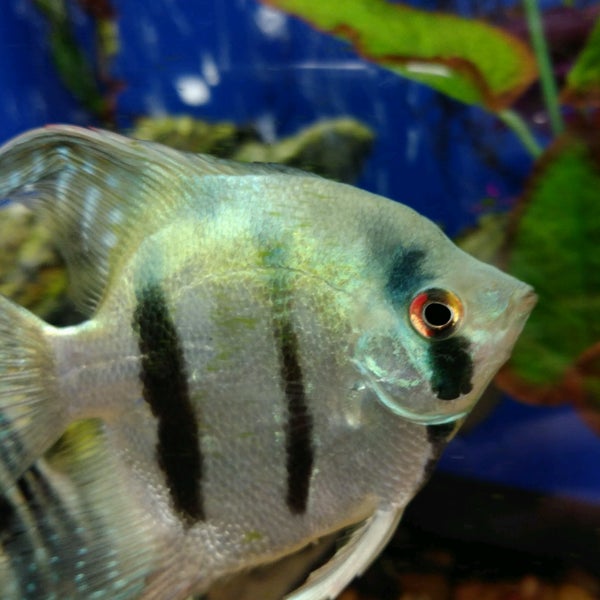 Photos At Feeders Supply Pet Store In East Louisville
