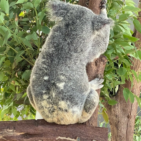 Foto tomada en Kuranda Koala Gardens  por Kamemoto K. el 2/26/2024