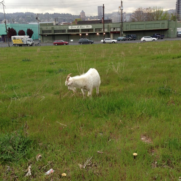 4/22/2013 tarihinde Benton B.ziyaretçi tarafından The Belmont Goats'de çekilen fotoğraf