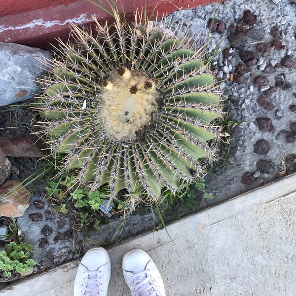 Hot Pepper Saltillo, Coahuila de Zaragoza