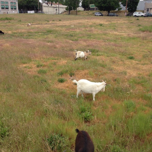 Foto tirada no(a) The Belmont Goats por Peter B. em 5/18/2013