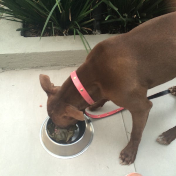 3/31/2015にSaraがSmart Dogsで撮った写真