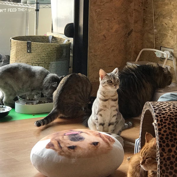 3/17/2019 tarihinde Kii@ng T.ziyaretçi tarafından Catmosphere Cat Café'de çekilen fotoğraf
