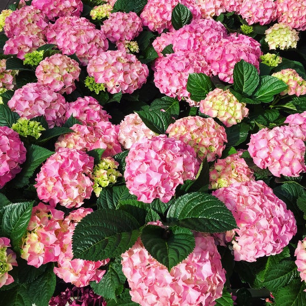 Photos At Lenders Gartencenter Flower Shop