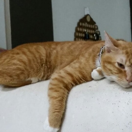 Segar Veterinary Hospital Ampang Selangor