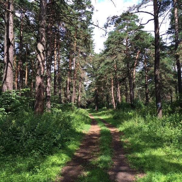 Карта сосновый бор кемерово